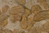 Ordovician Trilobite Mortality Plate - Tafraoute, Morocco #165228-1